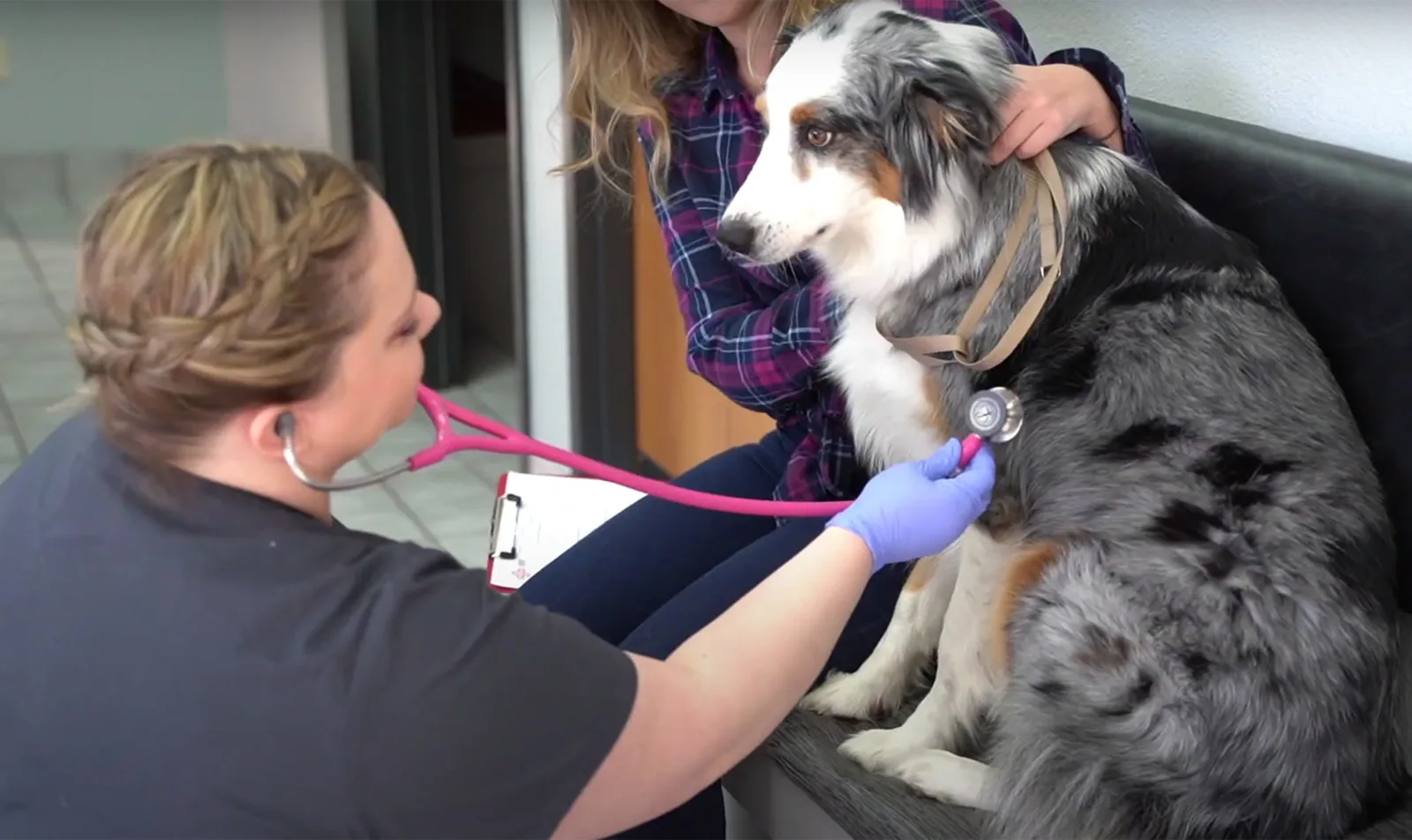 Veterinarian checking the heartbeat of a dog sitting on a bench inside.